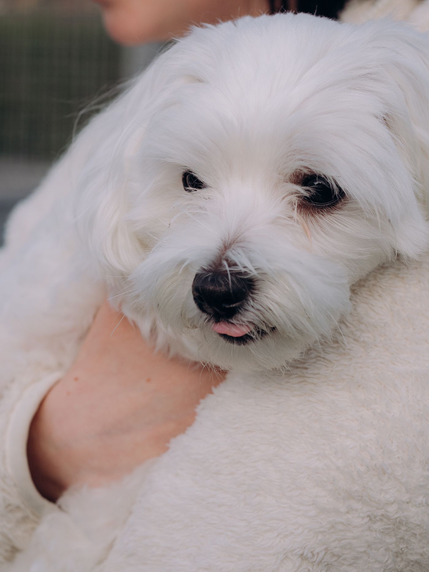 Close portrait of a Maltese dog's long silky white coat and dark eyes, being held